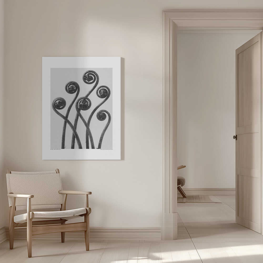 Adiantum pedatum | Leinwand