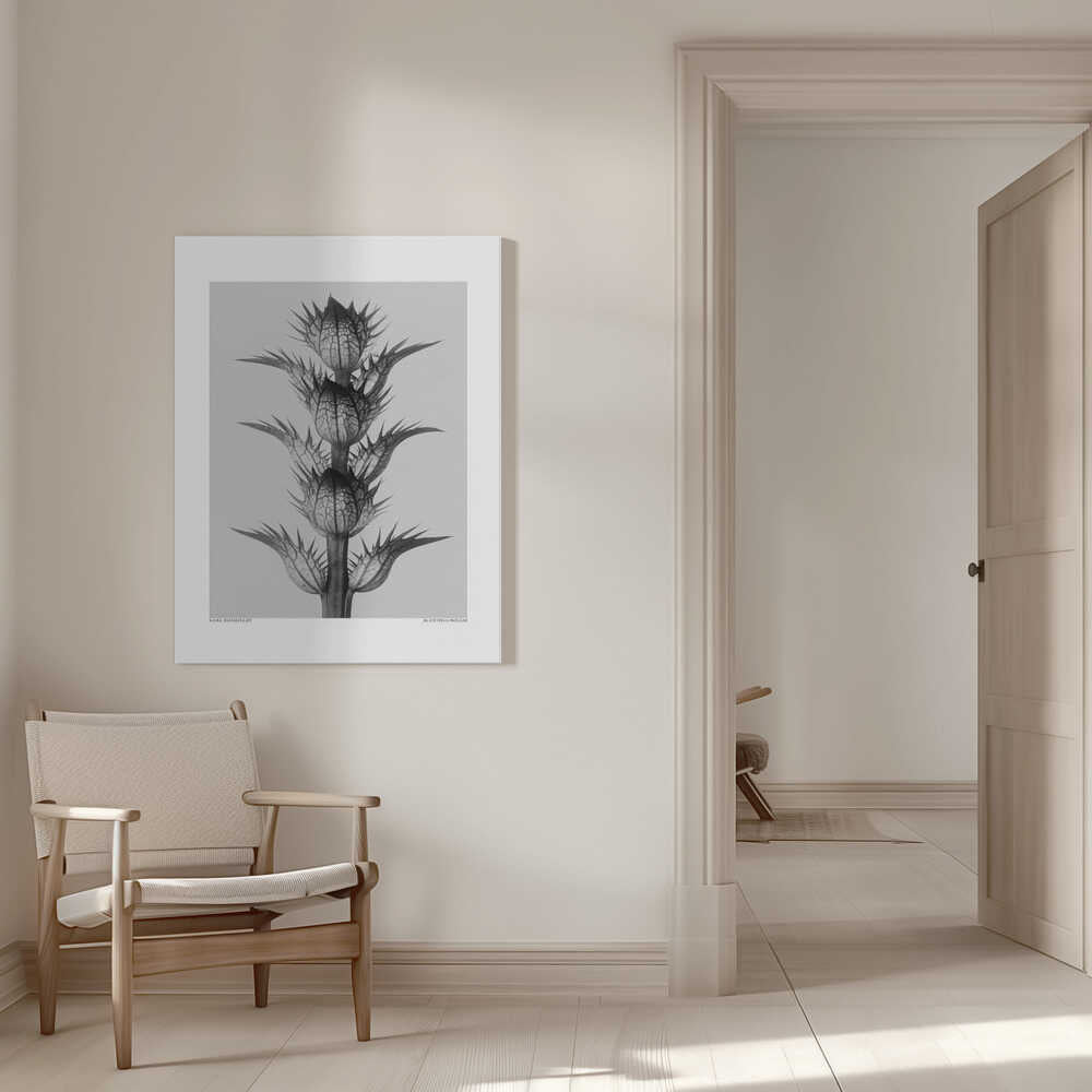 Acanthus mollis | Leinwand