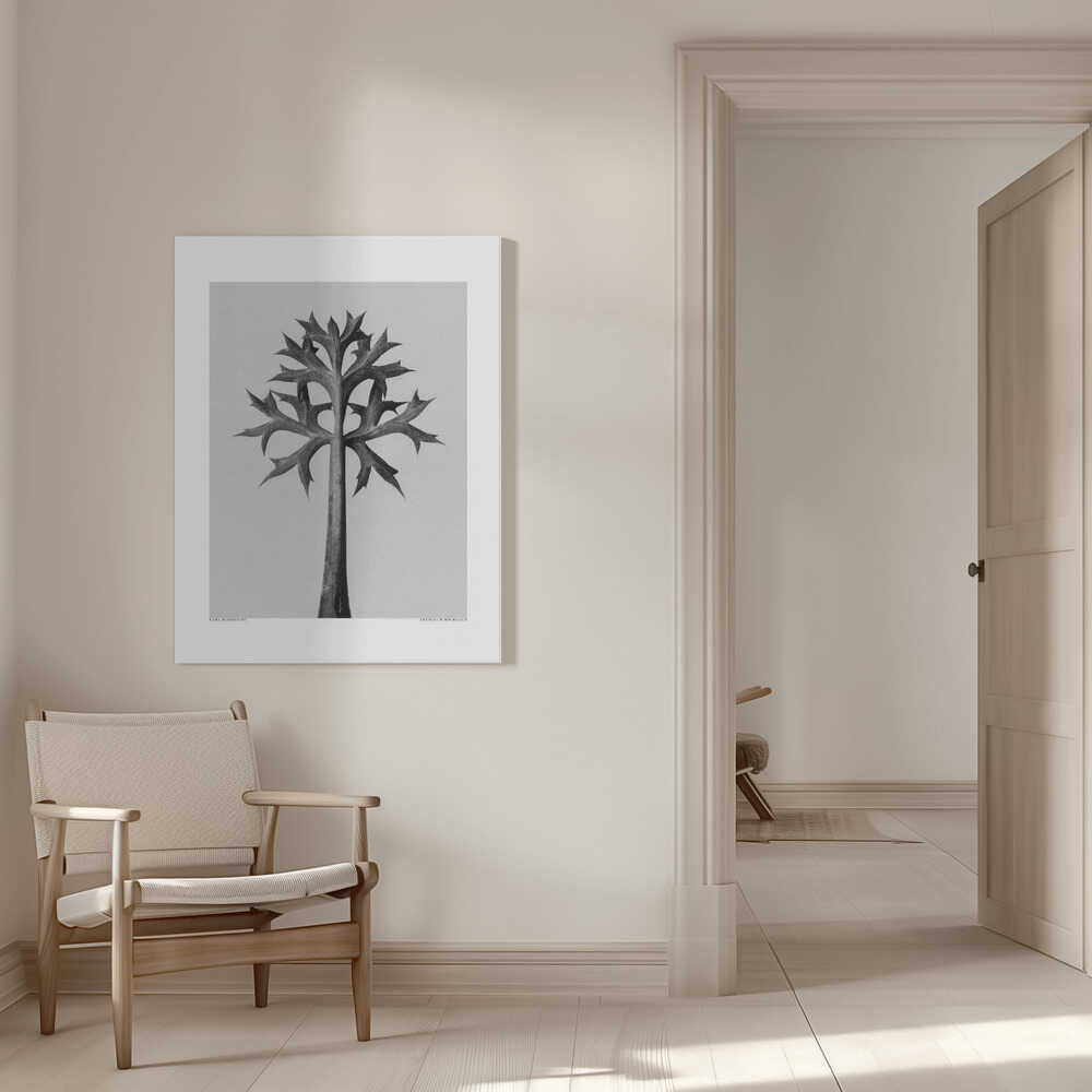 Eryngium Bourgatii | Canvas