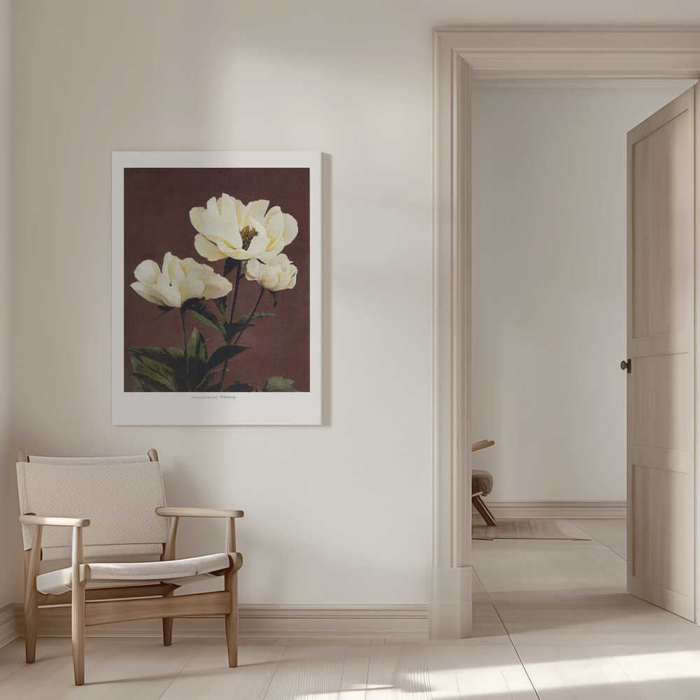 Pivoine Hardaceus | Toile