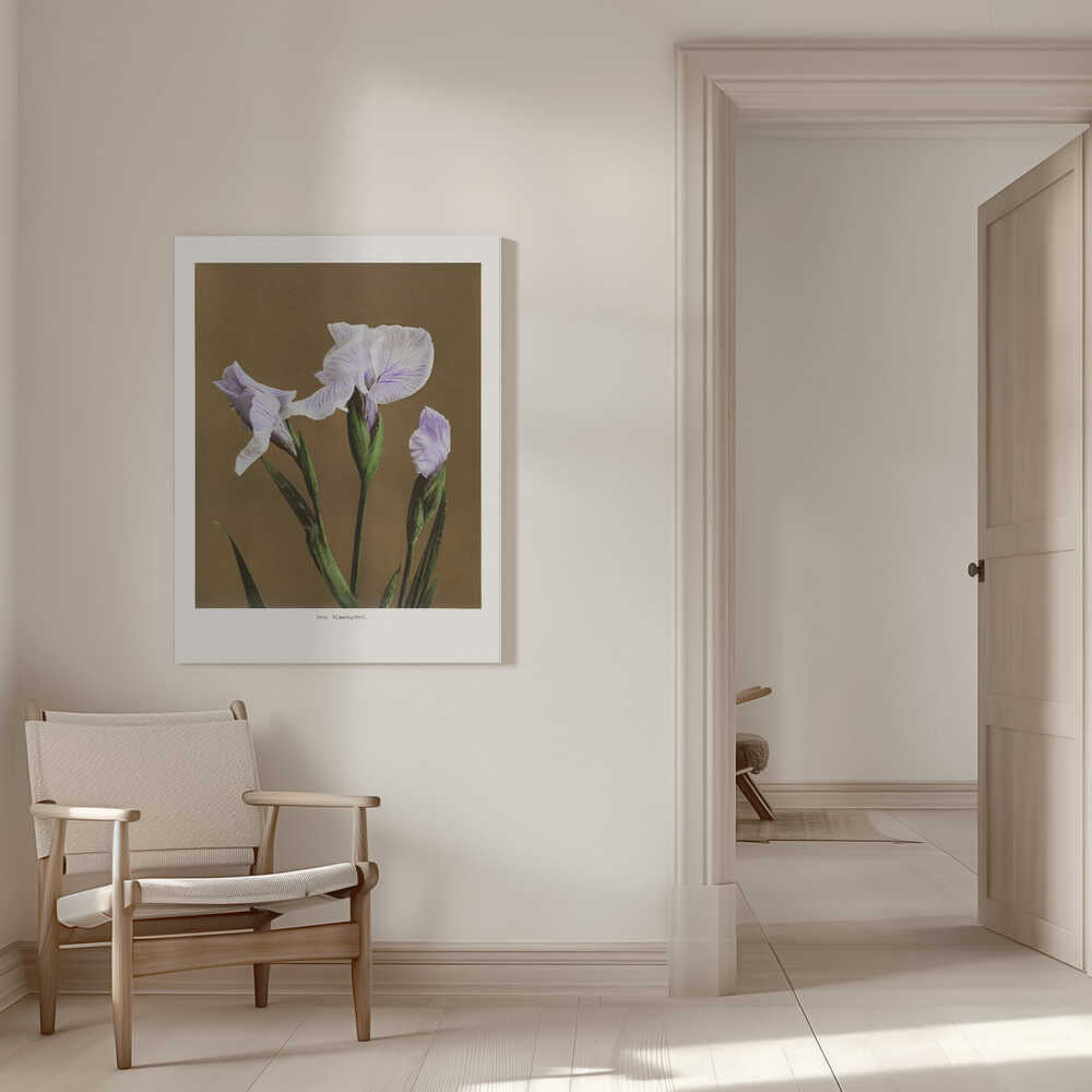 Iris Kæmpferi no2 | Canvas