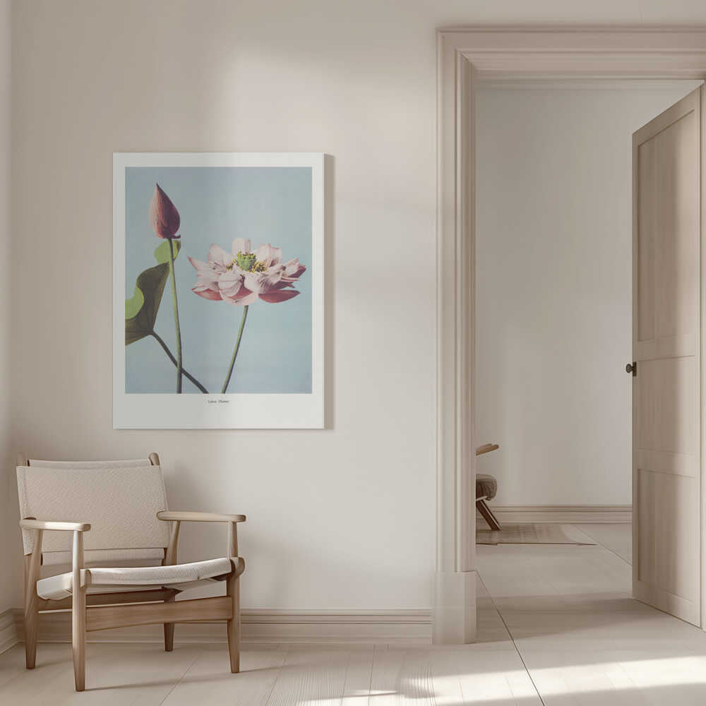 Lotus Flowers | Canvas