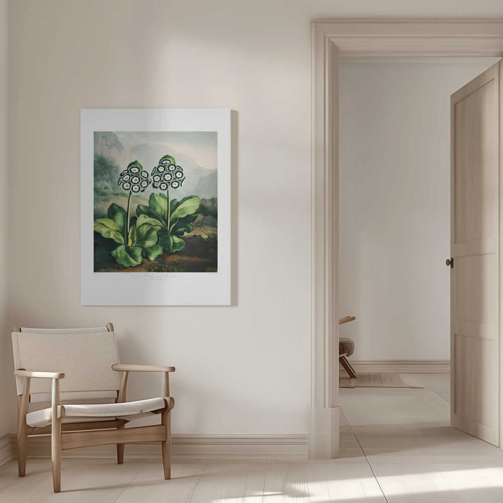 A Group of Auriculas from The Temple of Flora 2 (1807) | Canvas