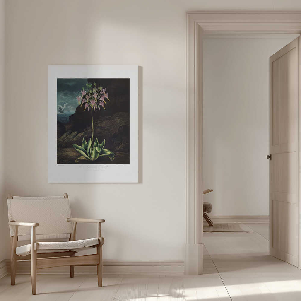 The American Cowslip from The Temple of Flora (1807) | Canvas