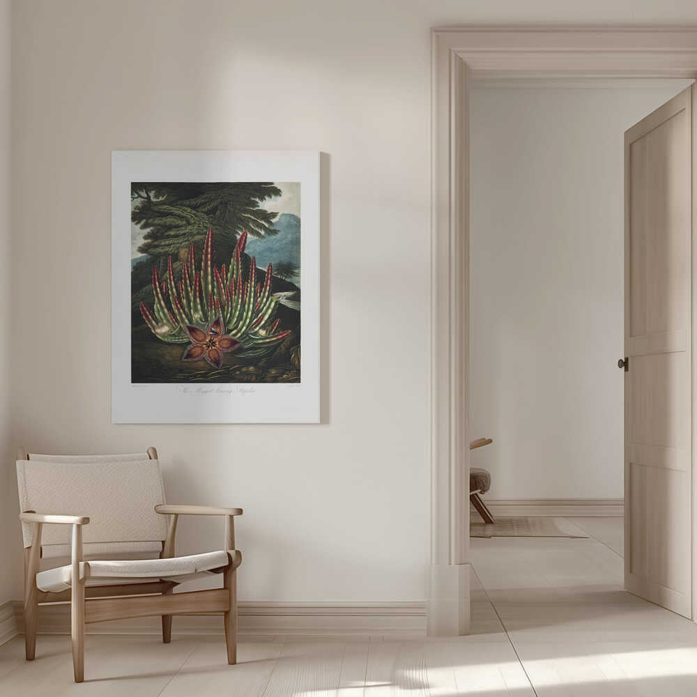 The Maggot–Bearing Stapelia from The Temple of Flora (1807) | Canvas