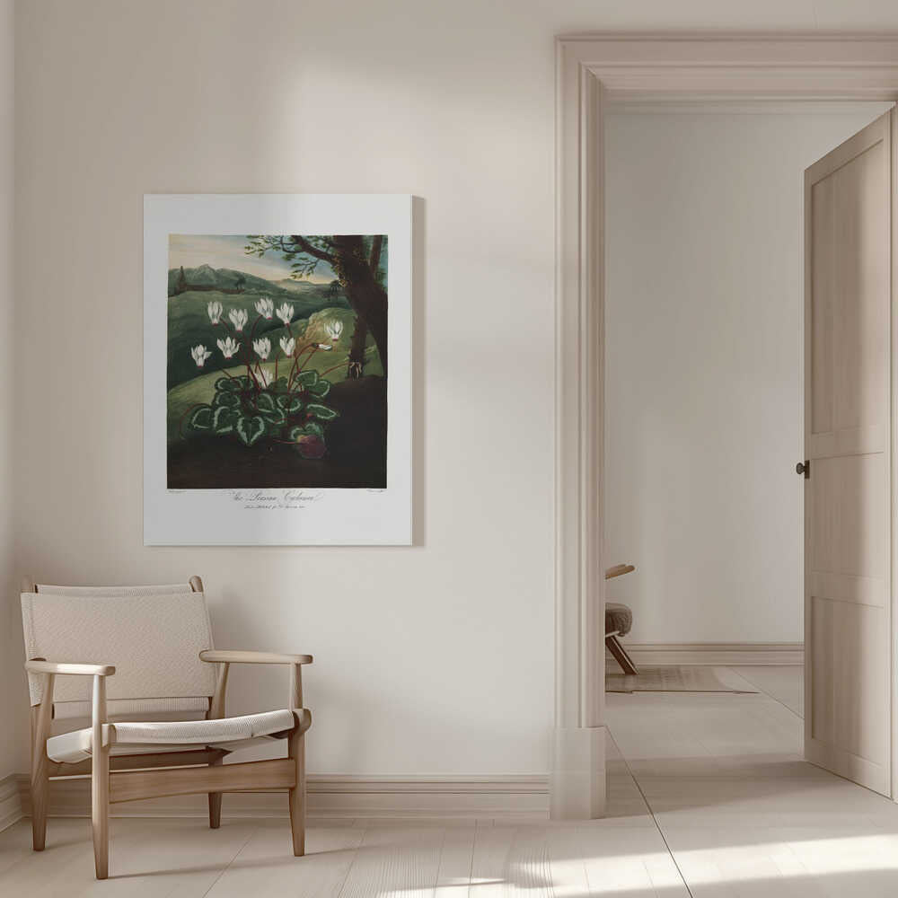 The Persian Cyclamen from The Temple of Flora (1807) | Canvas