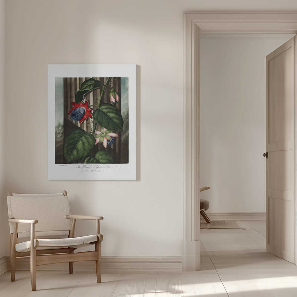 The Winged Passion-Flower from The Temple of Flora (1807) | Canvas