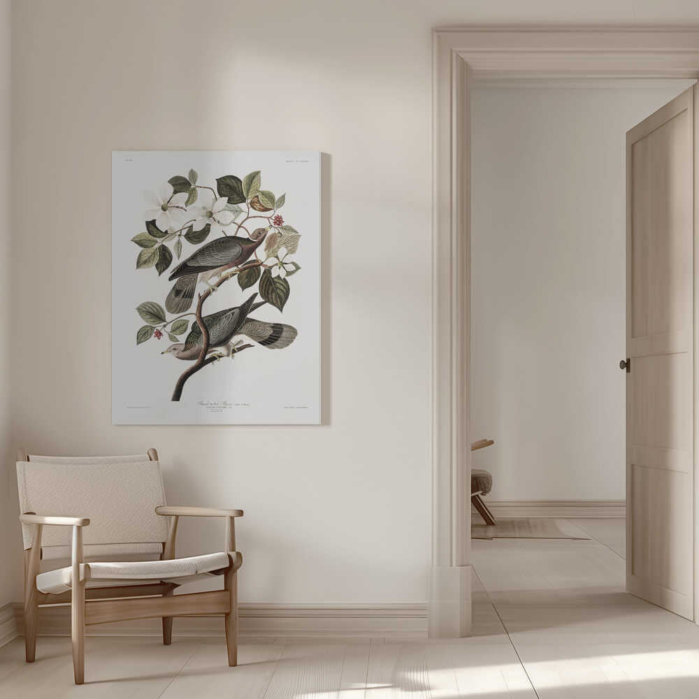 Brand Tailed Pigeon From Birds Of America (1827) | Canvas