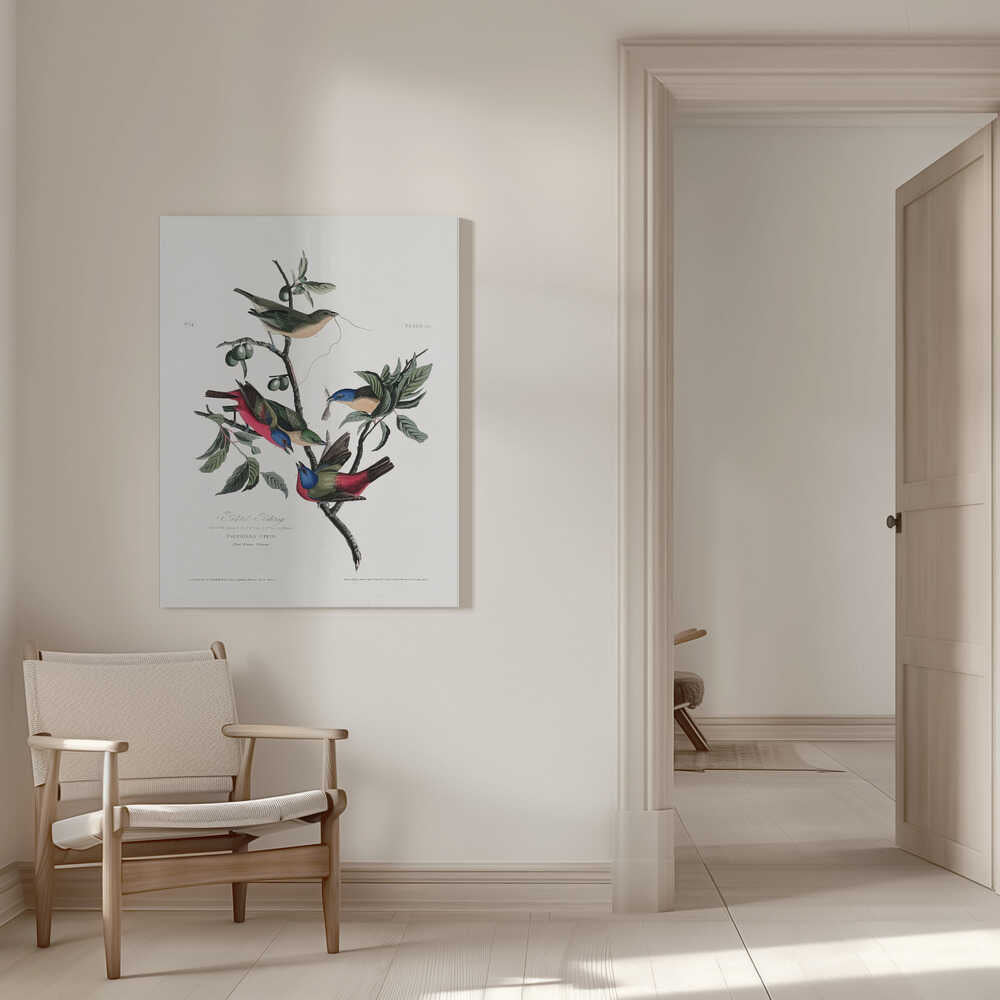 Painted Finch From Birds of America (1827) | Canvas