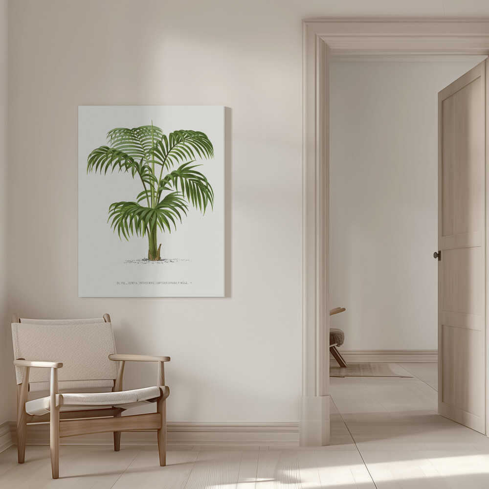 Kentia VII | Leinwand