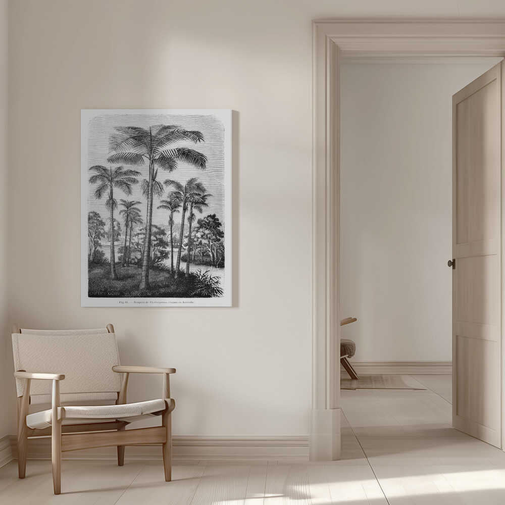 Vintage Palm Tree Drawing Ii | Canvas