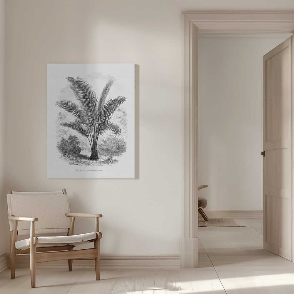 Vintage Palm Tree Drawing Vii | Canvas