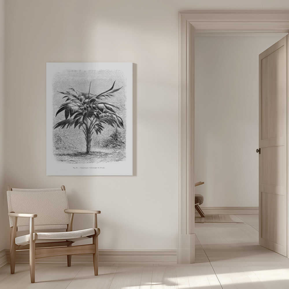 Vintage Palm Tree Drawing Viii | Canvas