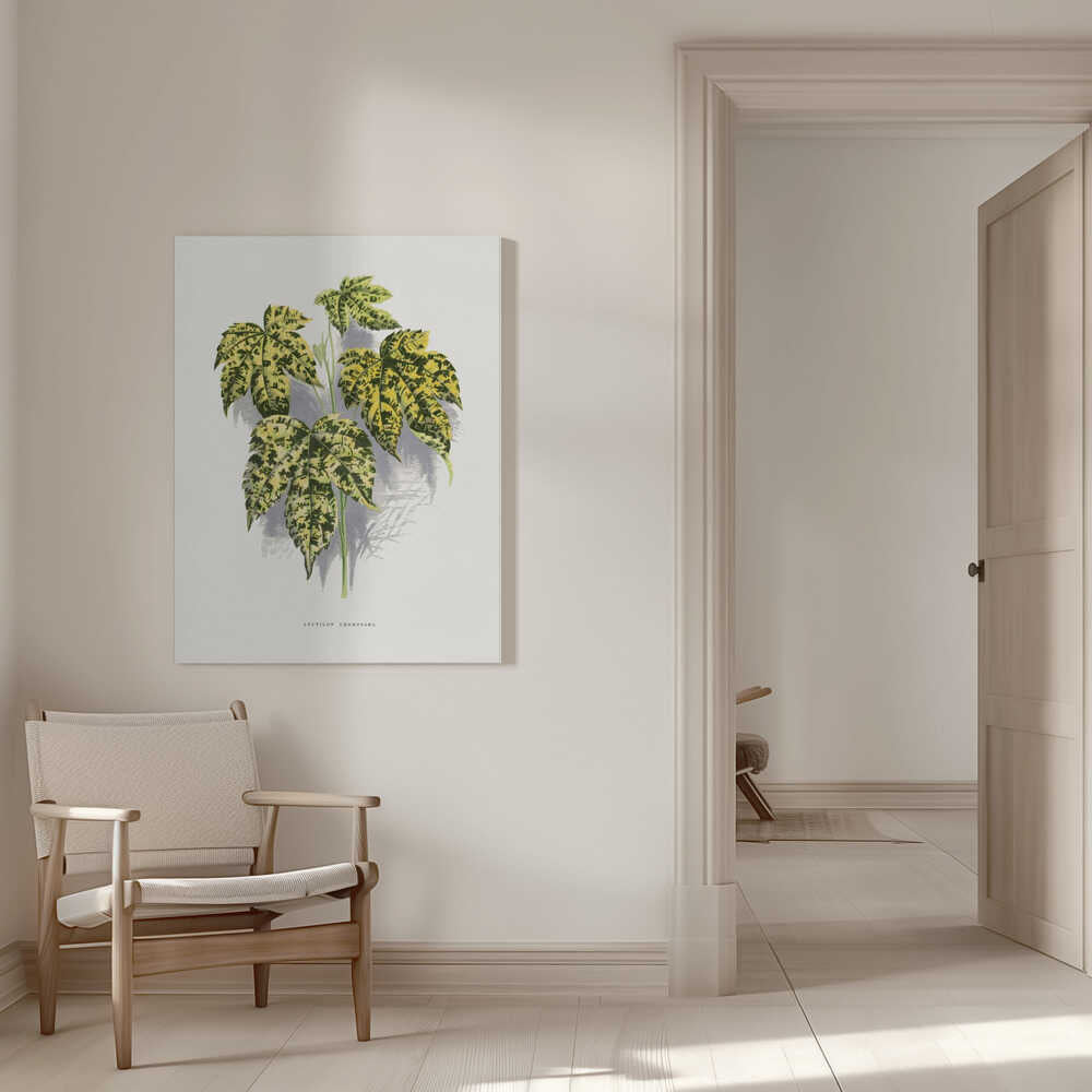 Abutilon Thompsoni Blatt Illustration | Leinwand