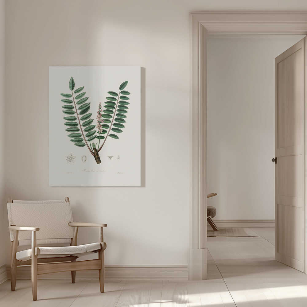 Boswellia Serrata Medizinische Botanik | Leinwand