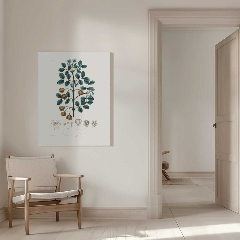 Guaiacwood (guaiacum Officinale) Medical Botany | Canvas