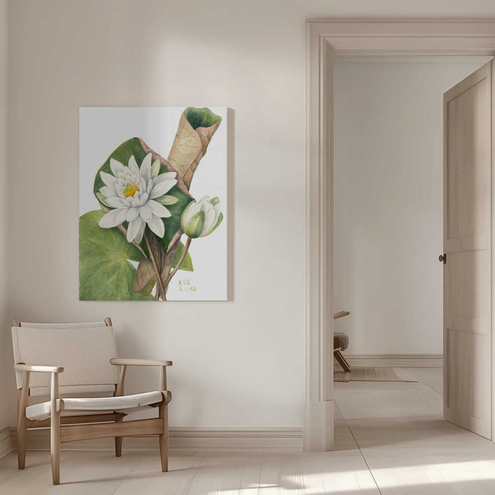 Amerikanische Seerose (1920) | Leinwand