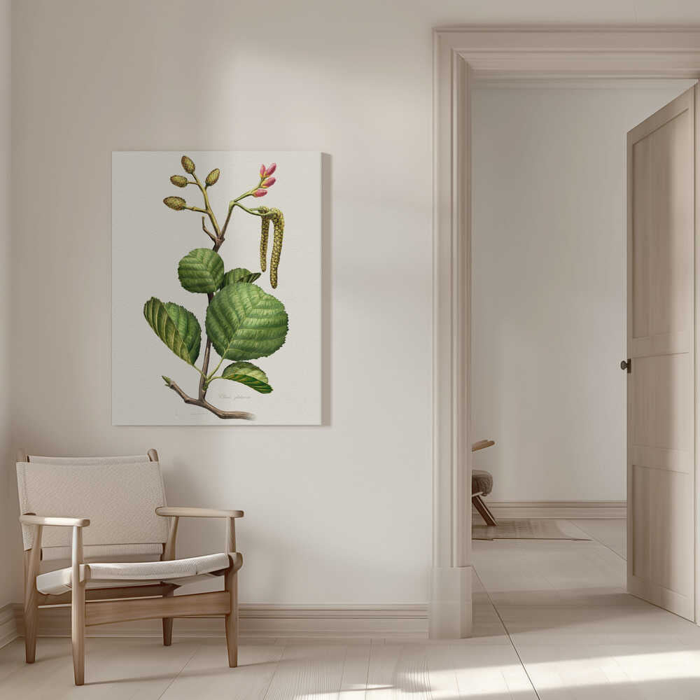 Alnus Glutinosa | Canvas