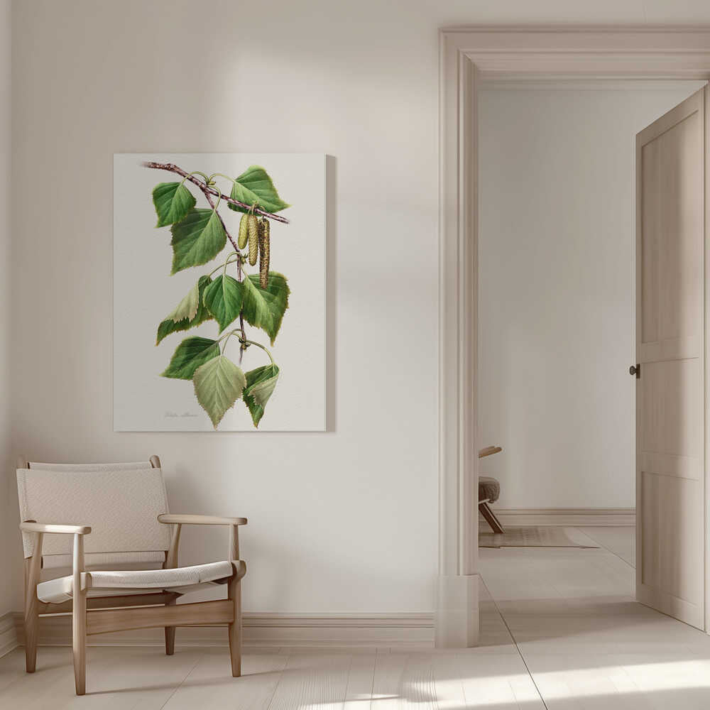 Betula Celtiberica | Toile