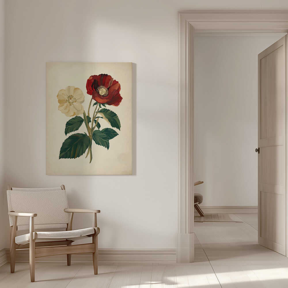 Illustration botanique du XVIIIe siècle | Toile