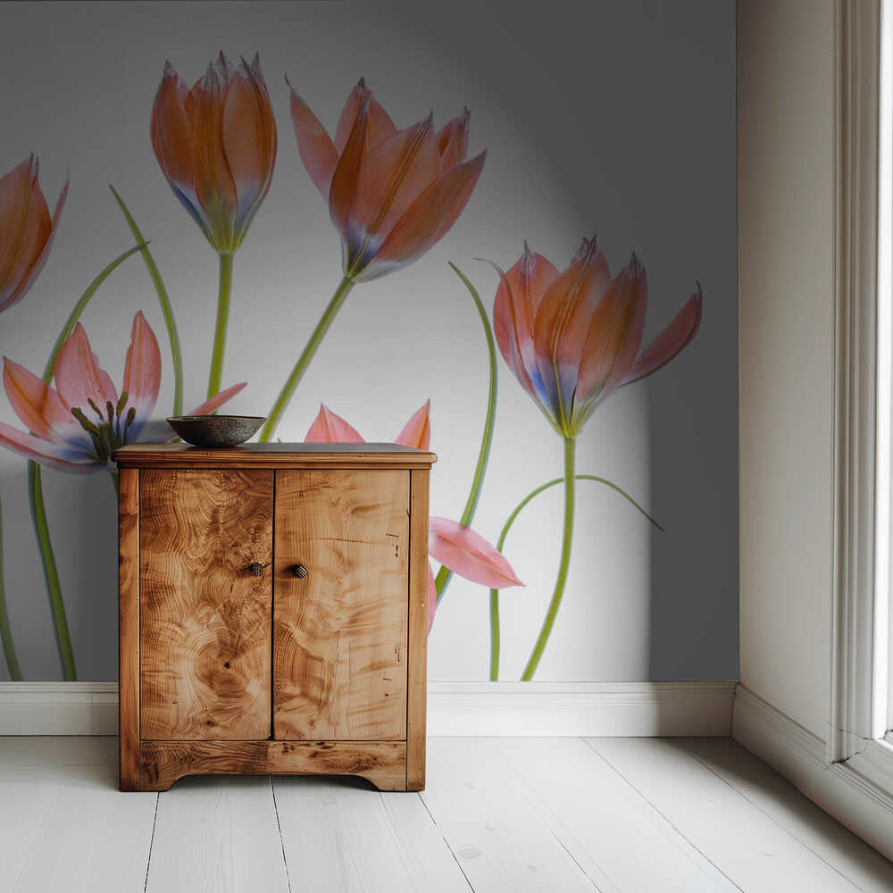 Aprikosentulpen | Hintergrundbild