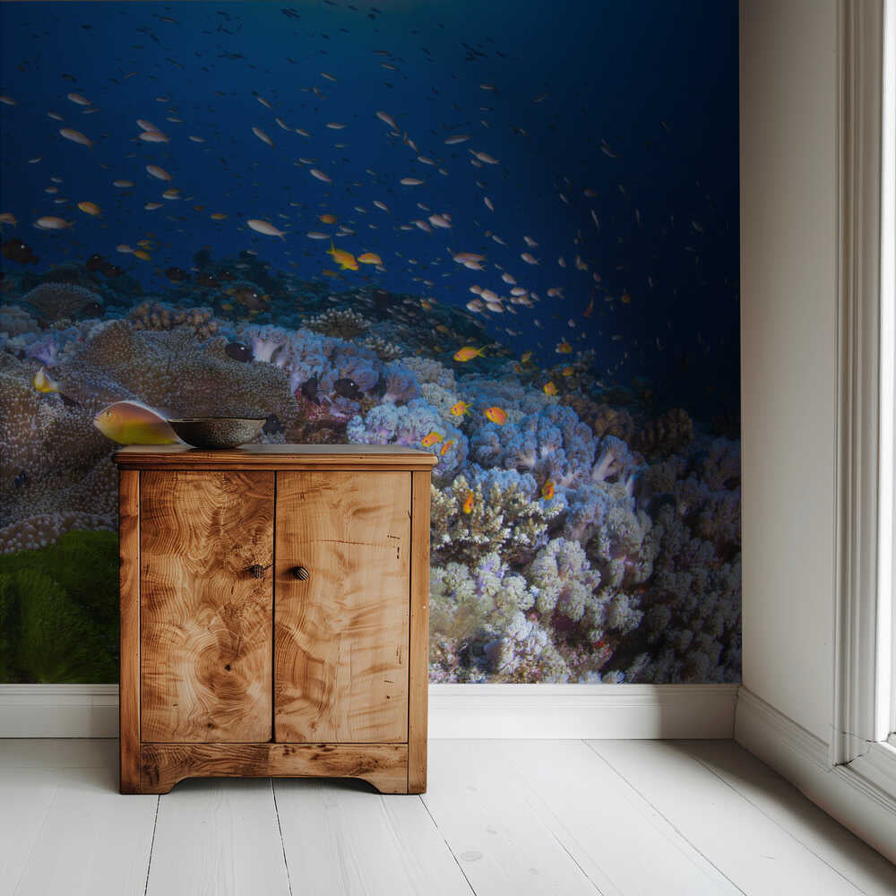 Anemon and Anthias | Wallpaper