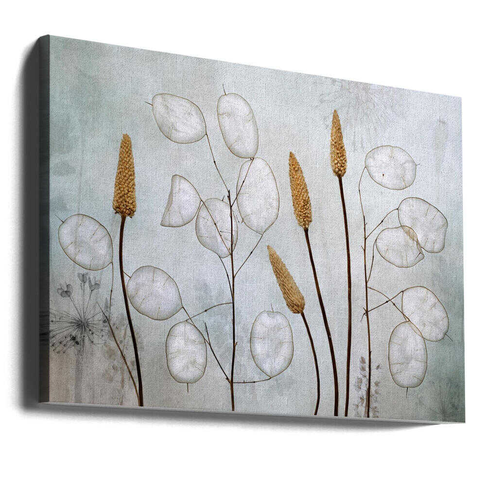 Lunaria | Canvas