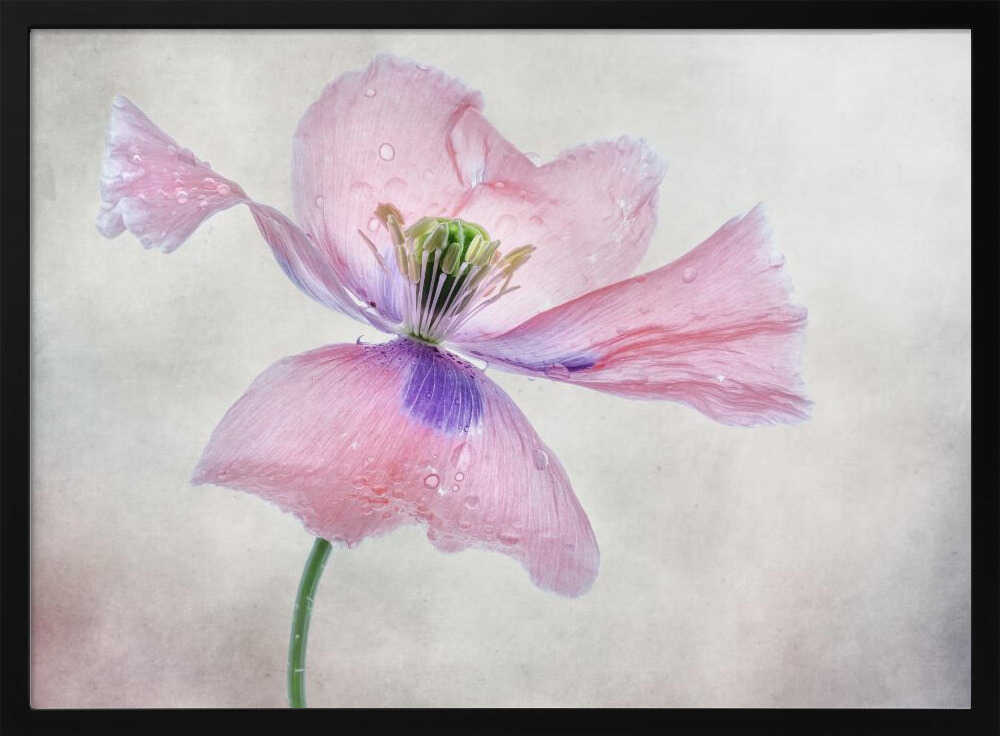 Pastellmohn | Poster