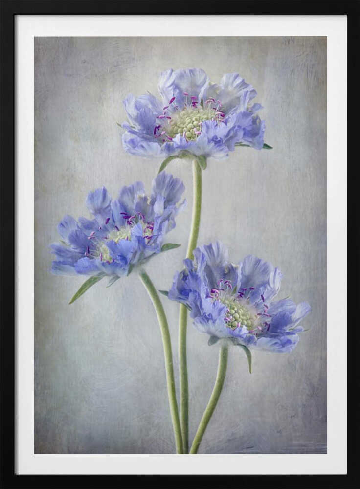 Scabiosa | Poster
