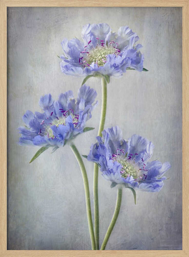 Scabiosa | Poster