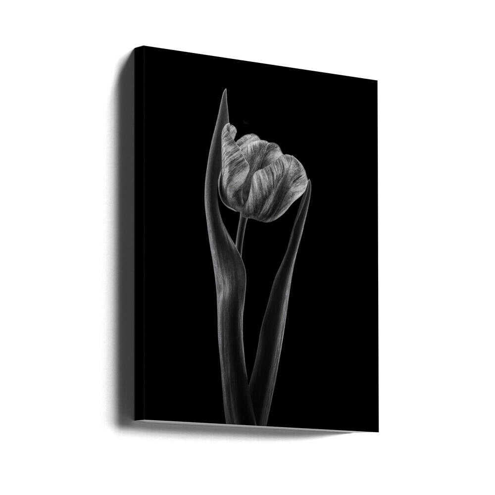 Rembrandt-Tulpe | Leinwand