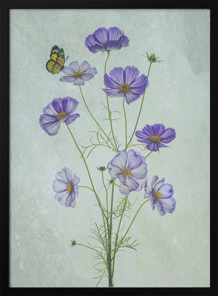 Fleurs de cosmos élégantes | Affiche
