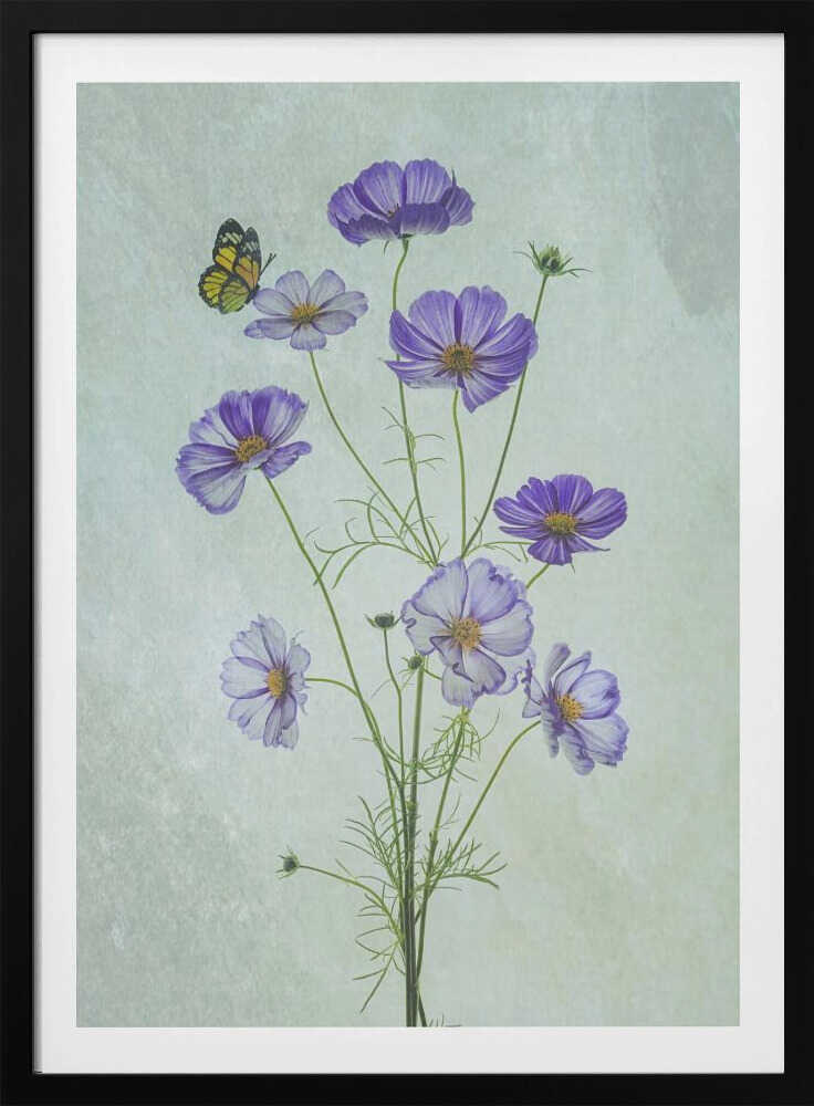 Fleurs de cosmos élégantes | Affiche
