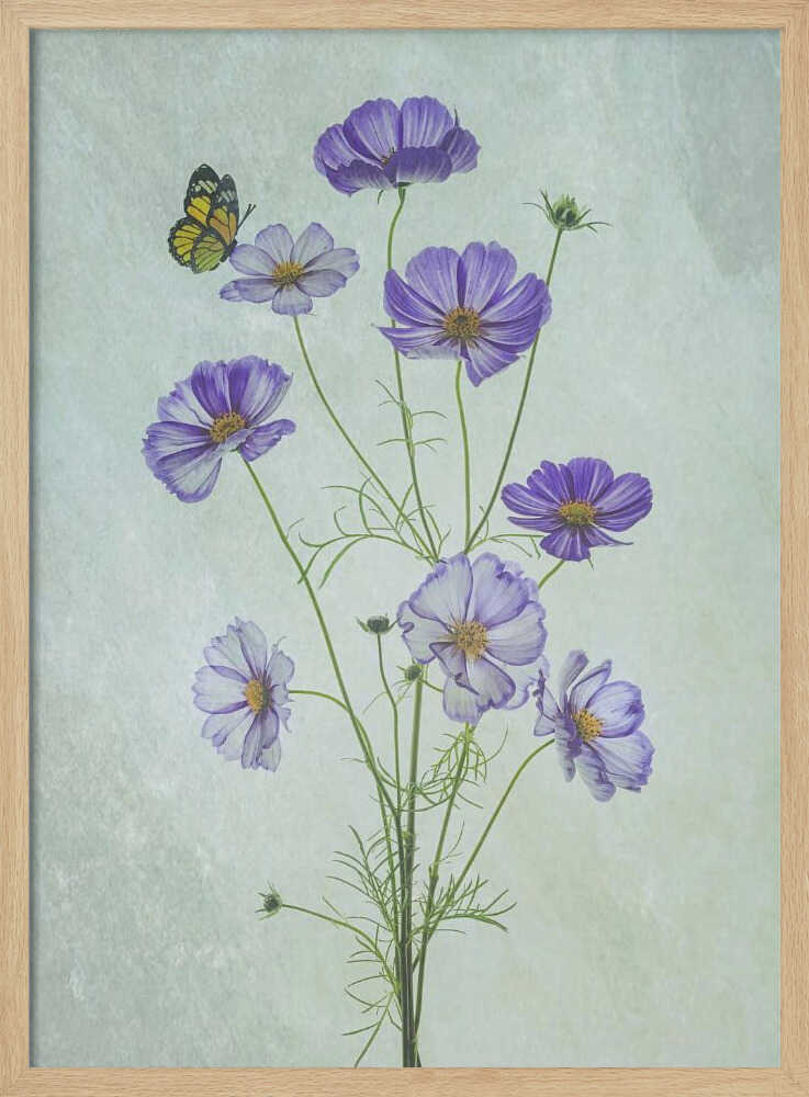Fleurs de cosmos élégantes | Affiche