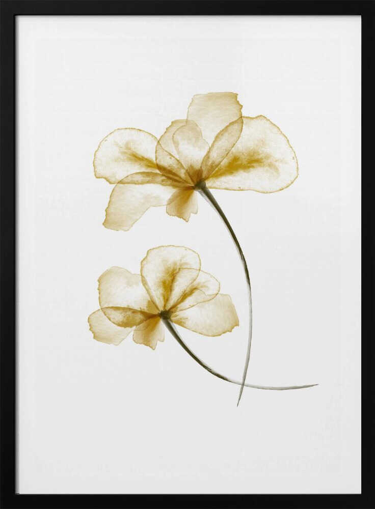 Pressed Flowers | Poster