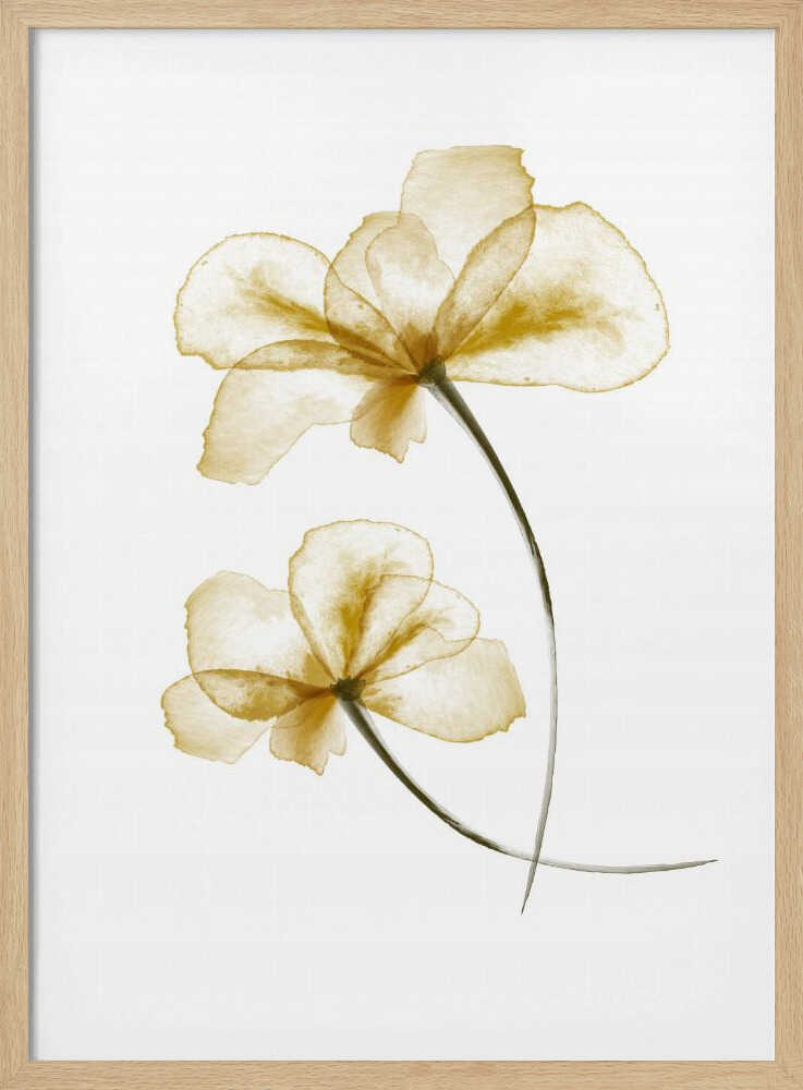 Pressed Flowers | Poster