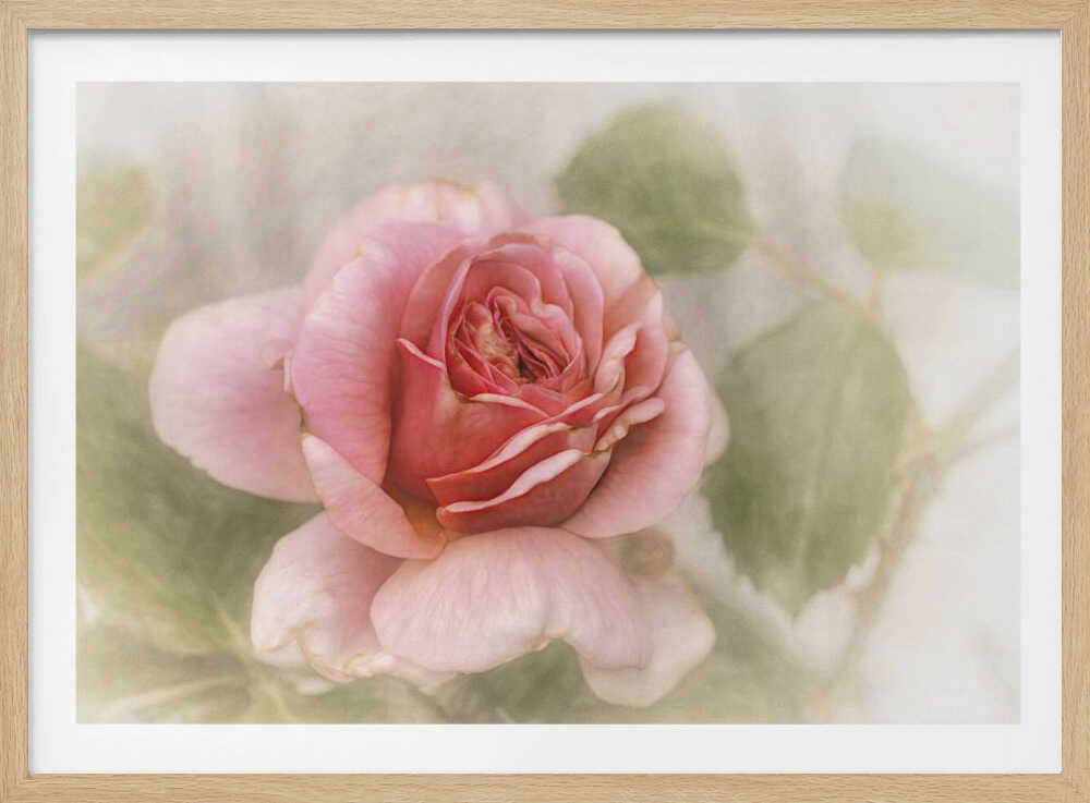 Glatte Rose | Poster