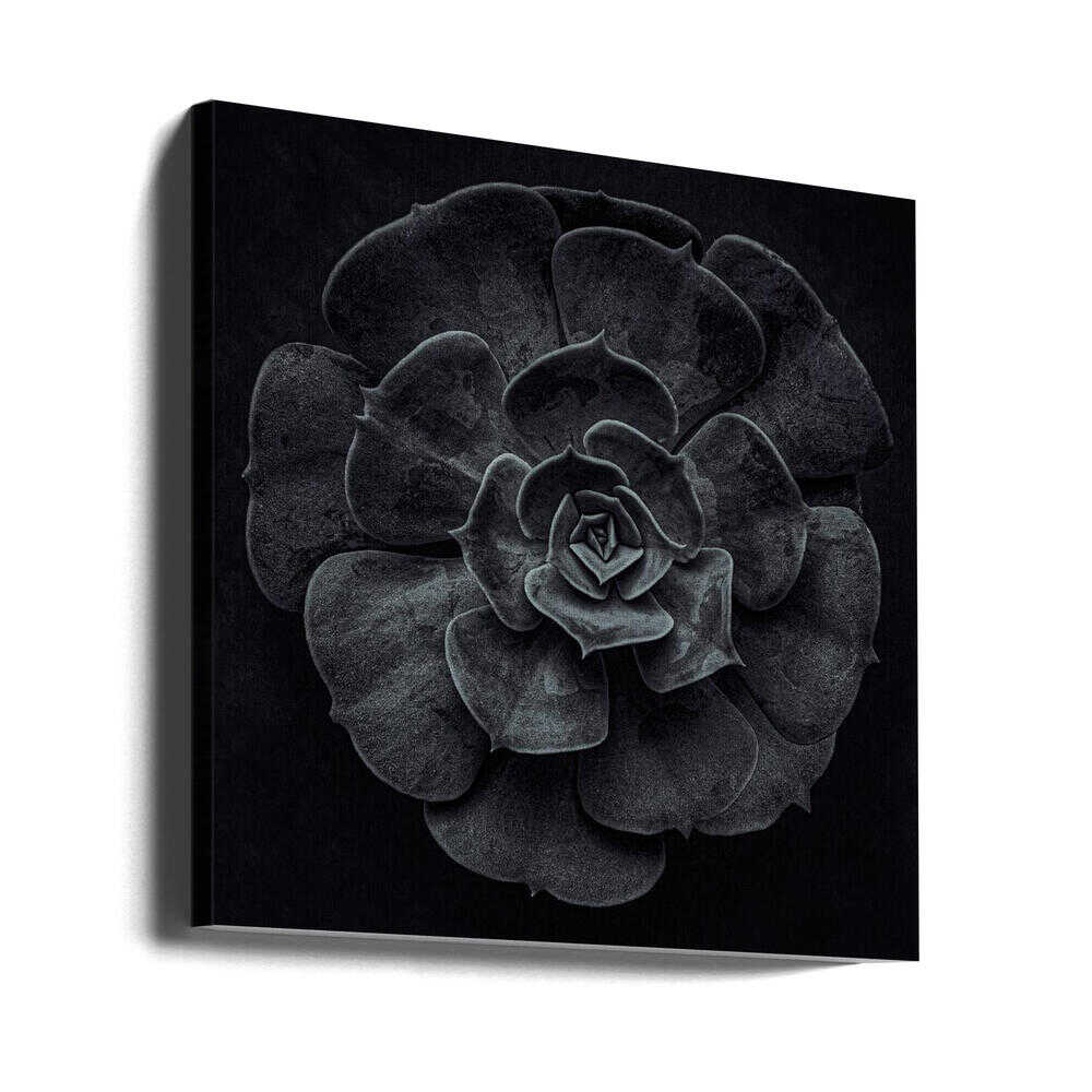 Kaktusblüte | Leinwand