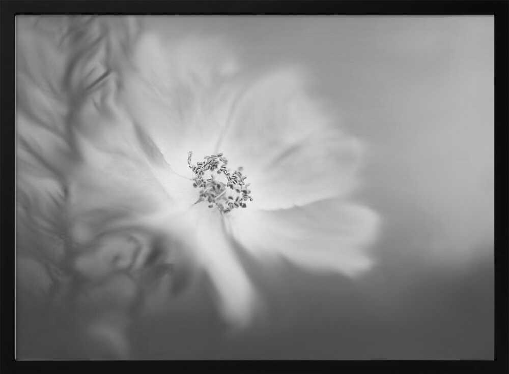 Wild rose in the wind | Poster