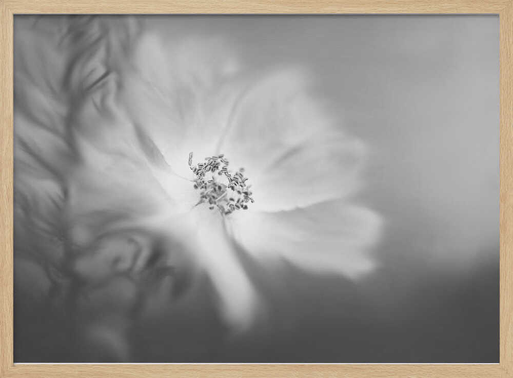 Wild rose in the wind | Poster