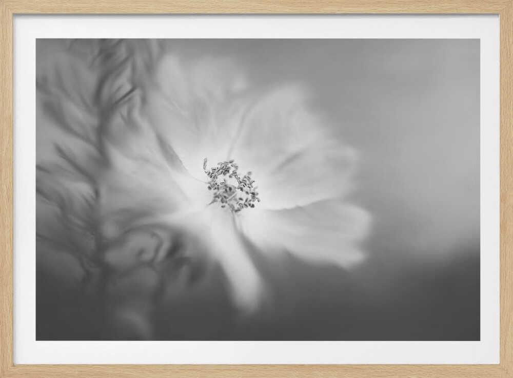 Wild rose in the wind | Poster