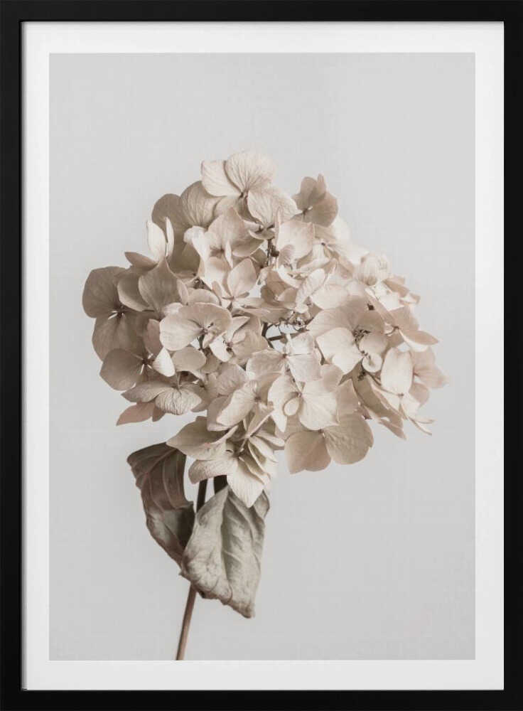 Beige Trockenblumen | Poster