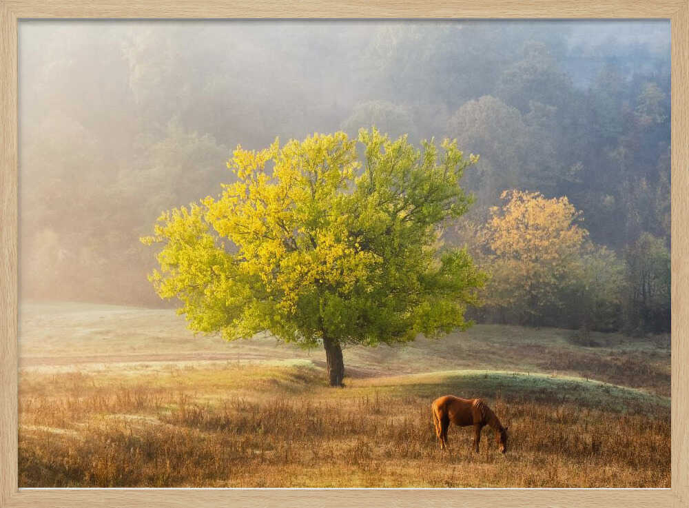 Tree of Life | Poster