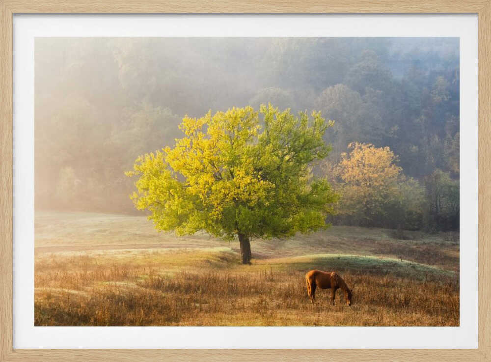 Tree of Life | Poster