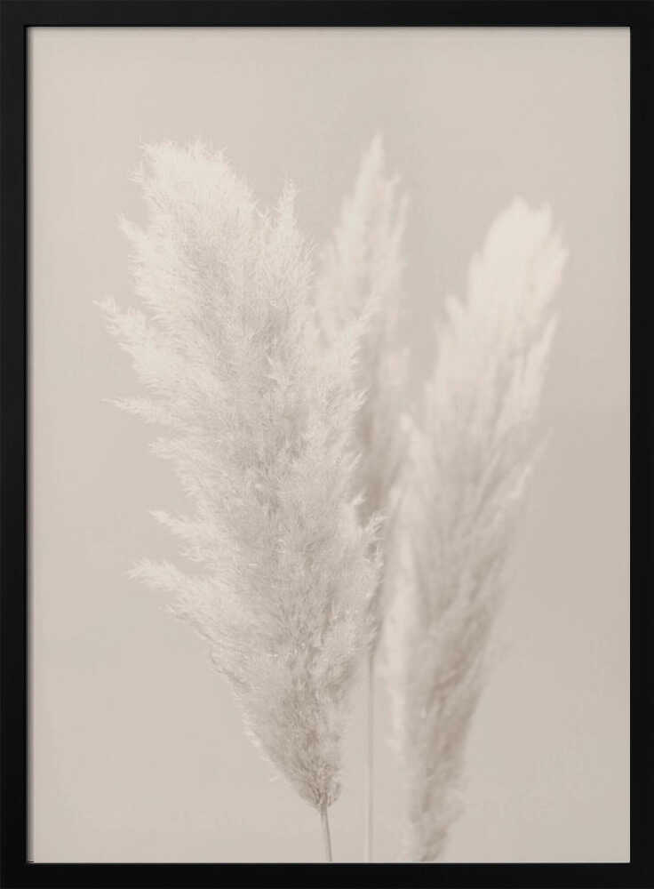 Pampasgras_002 | Poster