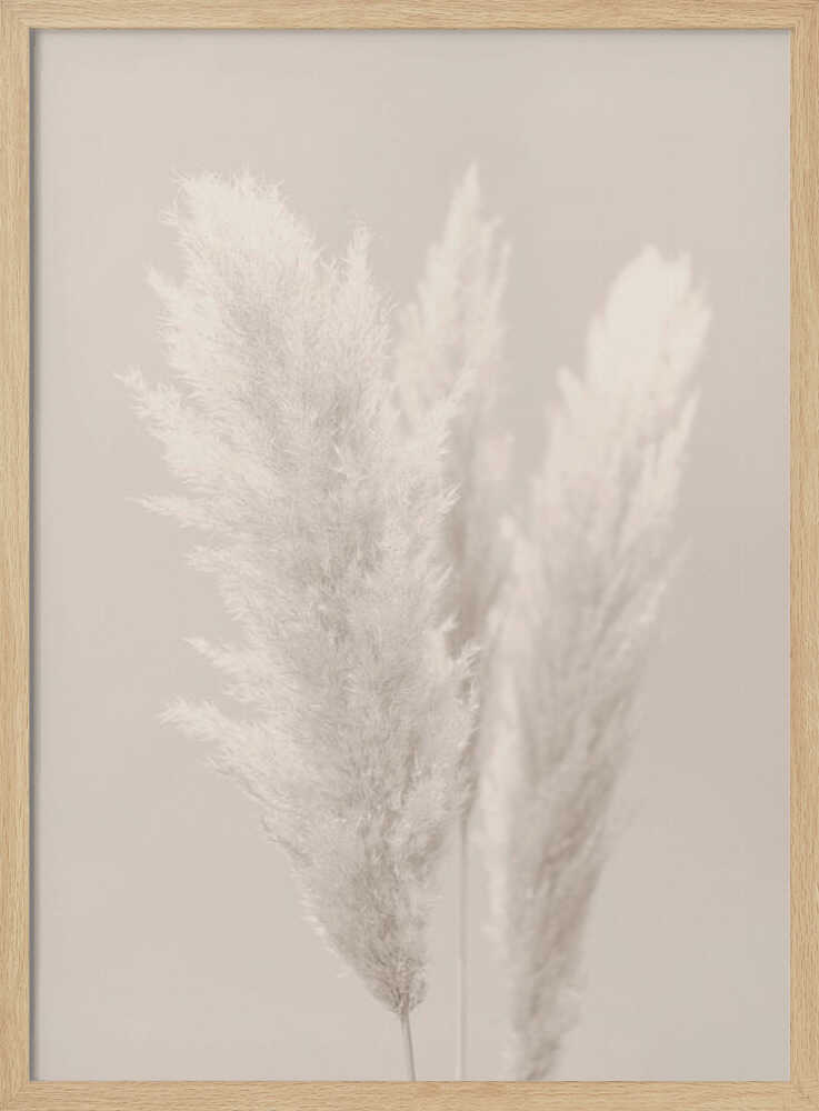 Pampasgras_002 | Poster