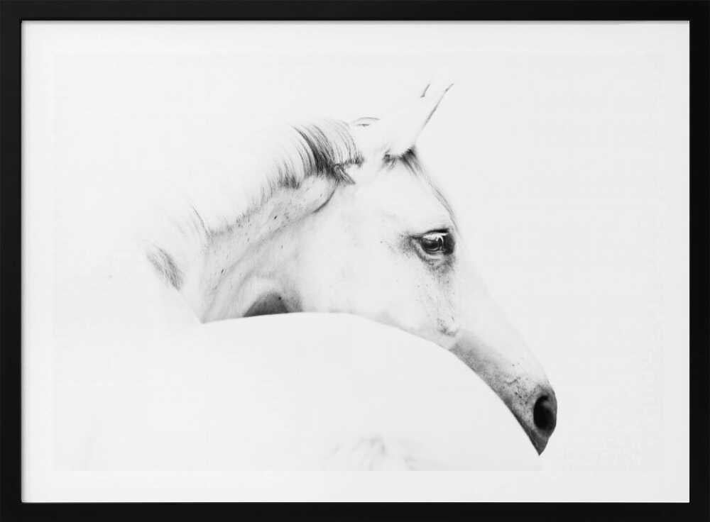 horse and minimalism | Poster