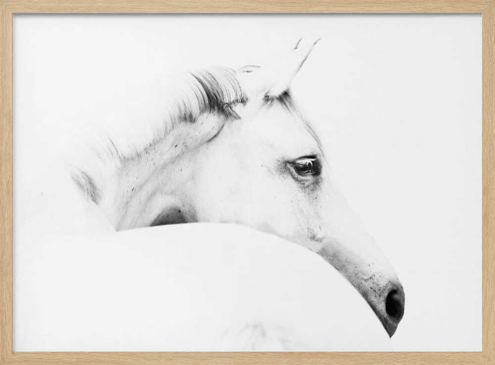 horse and minimalism | Poster