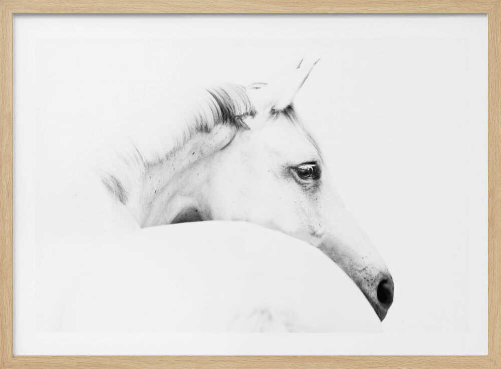 horse and minimalism | Poster