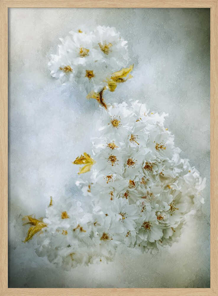 Kirschblüten | Poster